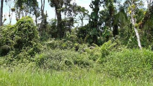 Imagem 1 de 7 de Chácara Litoral Sul Lado Serra 5080m²- Ref. 7728/dz