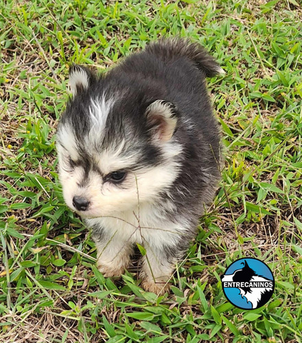 Hermosos Cachorros Pomsky