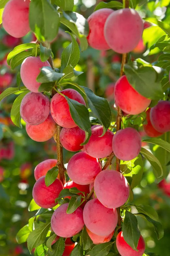 Ciruelo Rojo Cereza