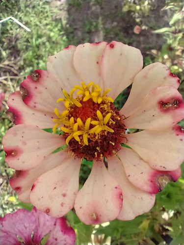 Mix De Sementes De Zinia