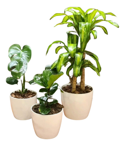 Monstera, Ficus Pandurata Y Palo De Agua En Maceta Premium 