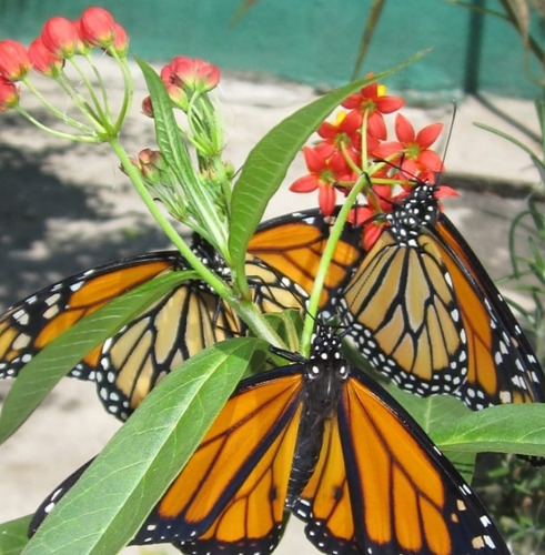 50 Semillas De Asclepias Recién Cosechadas. Organicas