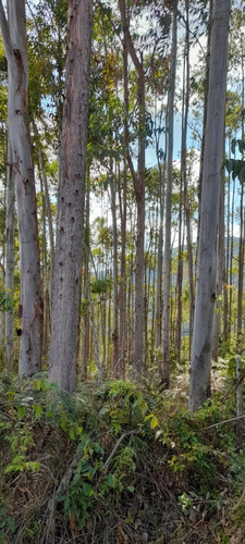Terreno Rural Com Cachoeiras