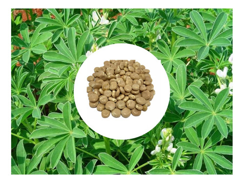 Tremoço Branco - 2kg De Sementes/ Excelente Leguminosa