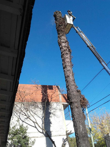 Podas De Arboles Altura Desmontes Talas Extracción De Raíces