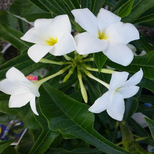 Muda De Plumeria Púdica - Jasmim Do Caribe 30cm Perfumada !!