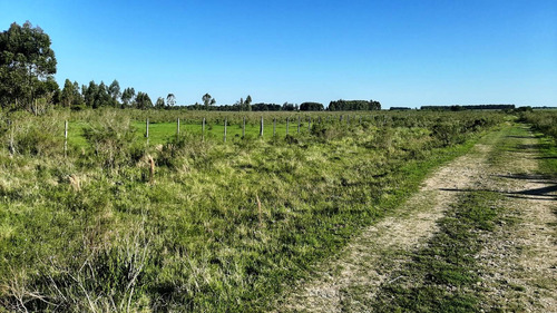 Imagen 8 de 16 de Campo 200 Hectareas Forestal Ganadero A 80kms De Montevideo