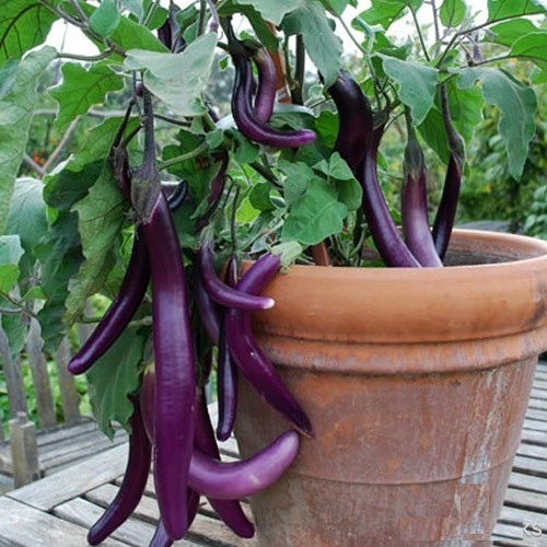 Imagem 4 de 7 de 50 Sementes De Berinjela Chinesa Longa Beringela Long Purple