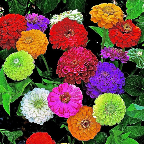 Fertilizante Para La Floración De Zinnia Flor De Dalia