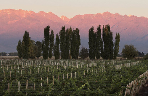 Finca Super Premium En Valle De Uco, La Consulta. Mendoza