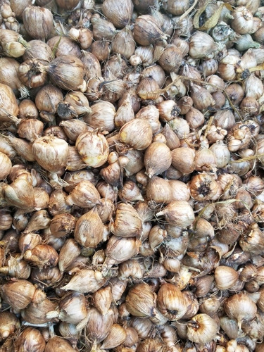 Imagen 4 de 5 de Bulbos De Fresias X 100 Bulbos Tamaño Mediano Super Oferta!!