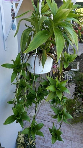 Imagen 7 de 7 de Callisia Fragrans Planta Medicinal Canasta Cesta Cadena