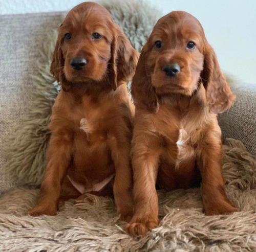 Adorable Setter Irlandes Bebes Mercado Libre Adorable Setter Irlandes Bebes Mercado Libre