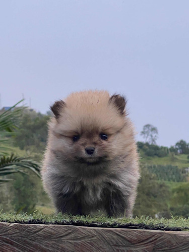 Imagen 6 de 9 de Cachorros Pomerania Mini Lulú Pomerania