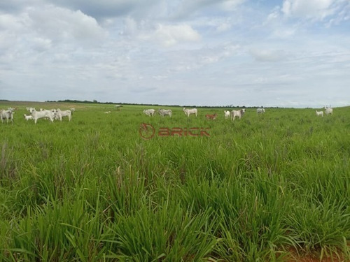 Imagem 4 de 9 de Fazenda A Venda Em Santa Maria Do Tocantins, Com Dupla Aptidão, Por R$ 60 Milhões Com 3.789 Hectares. - Fa00068 - 70732060