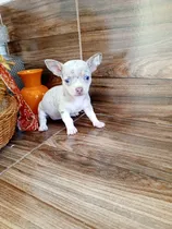Comprar Perros De Raza Isabelina Merle