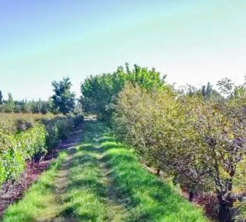 Finca Con Dos Propiedades Y Produccion En General Alvear