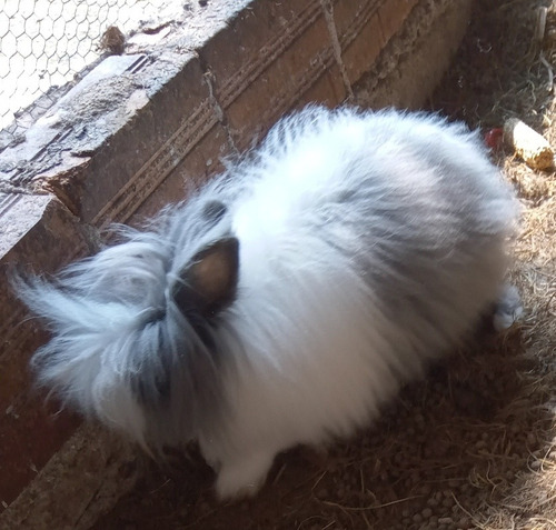 Imagem 1 de 1 de Mini Lion Coelho