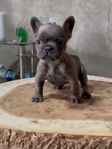 Hermoso Cachorro Bulldog Francés Blue