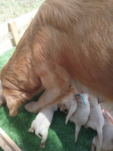 Imagen 3 de 7 de Cachorros Golden Prontos A Entregar En Diciembre! Reserva Ya
