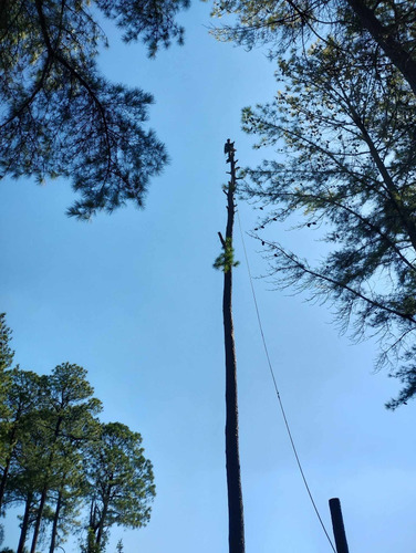 Poda De Árboles En Altura