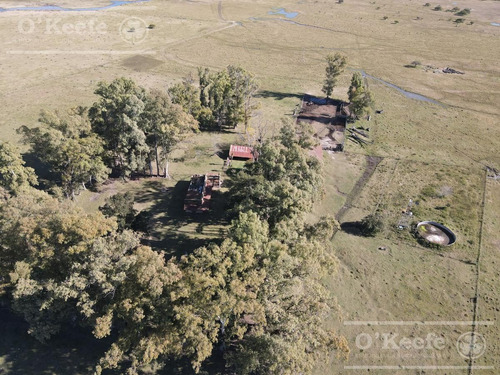 Imagen 2 de 27 de Campo De 600 Has En Venta En Gualeguaychu - Muy Buen Campo Ganadero De 0,7 Ev/ha Con Casco