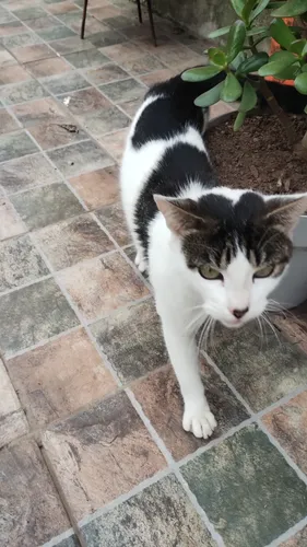 Gato En Adopción Urgente Aprox 4 Meses