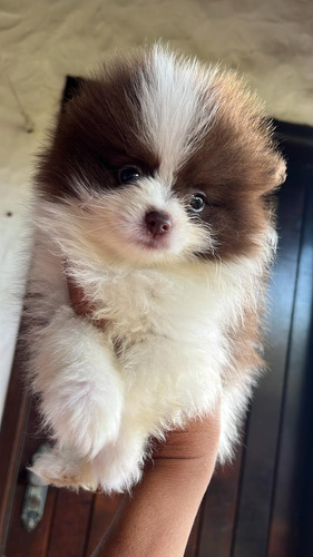 Pomerania Choco-parti Marron Y Blanco