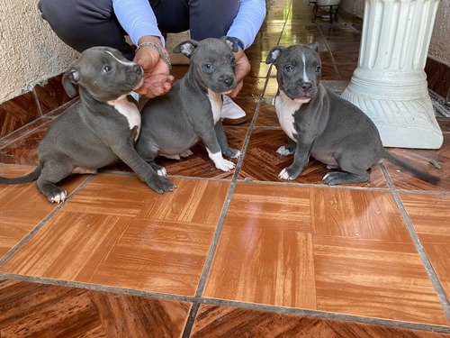 Hermosos Cachorros Pitbull Blue
