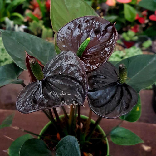 Mini Antúrio Negro Planta Natural Adulta Com Vaso | MercadoLivre
