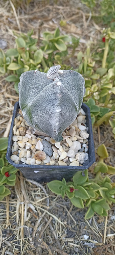 Astrophytum Myriostigma Tricostatum, 3 Costillas, Nv