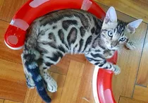 Comprar Gatito Bengal - Excelente Pedigree - Entrega Inmediata