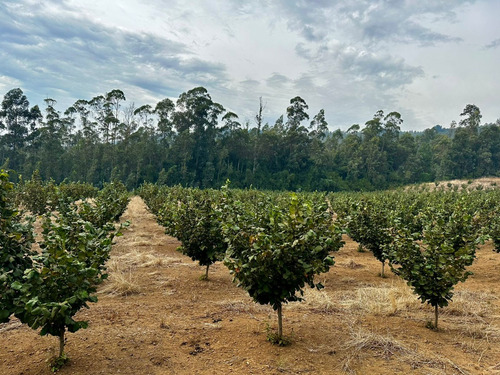 Excelente Campo De 160 Has / Cuarta Faja Gorbea