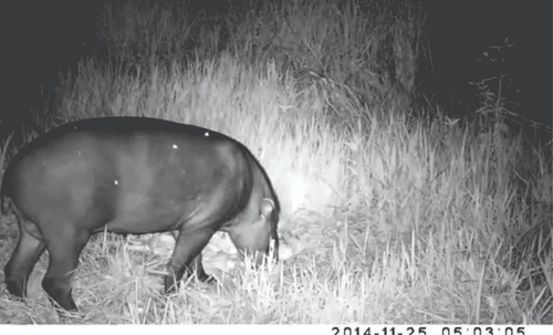Câmera De Trilha Visão Noturna Para Observação Animal