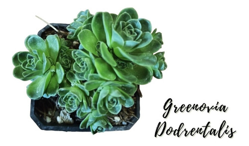 Greenovia Dodrentalis Suculenta Exotica + Semillas Mix