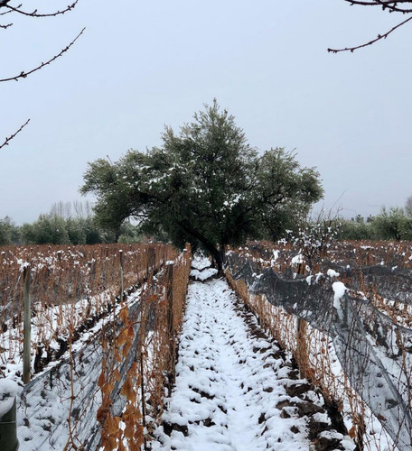 Zuccardi Poligonos Tupungato Semillon