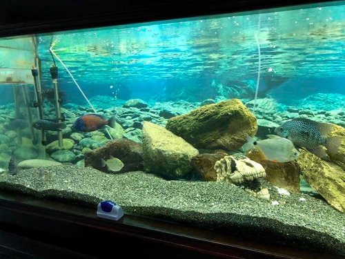 Acuario Pecera Completo
