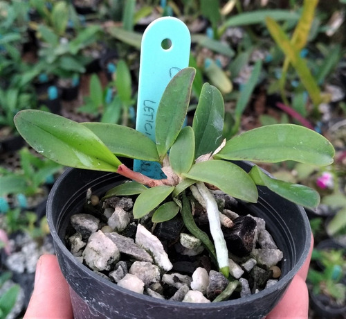 Cattleya Aclandiae Albescens Leticia Self - 2 Anos P Florir