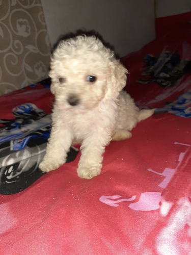 Imagen 5 de 7 de Caniche Toy