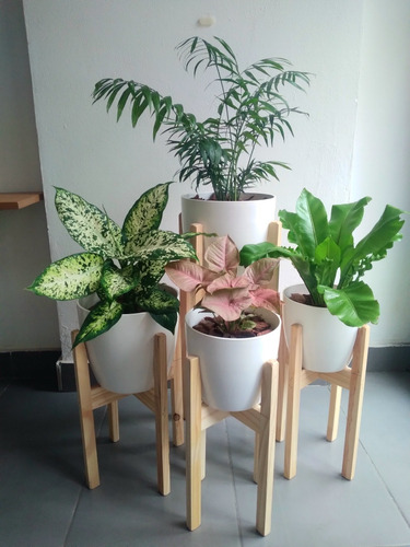 Set Plantas Interior Palmera Dieffenbachia Syngonium Helecho