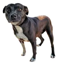 Comprar Pitbull Pura Esperanza, 2 Añitos, Super Amorosa, Adopción