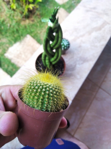 Trio De Uma Lança Trançada E Dois Cactos