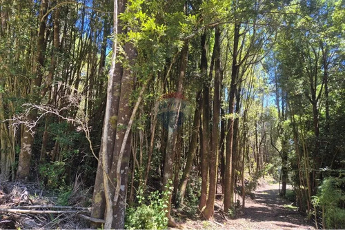 Venta Parcela C/ Acceso A Lago San Antonio Chiloe