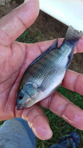 Crias De Mojarra Tilapia Tailandesa