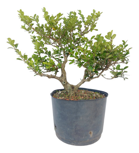 Pré Bonsai Buxus 10 Anos (034)