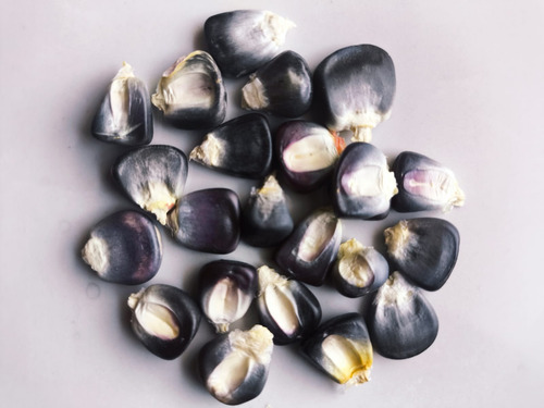 Semilla Maiz Morado Nativo Criollo Para Siembra 100 Semillas