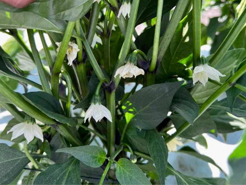Quantum Flower Npk. 5-22-22 Especialfloración 5kg Agrinova
