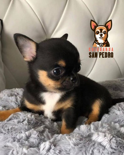 Chihuahua 41 Marrón