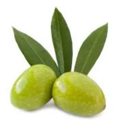 Olivo 100 Cm - Árbol/arbusto - 1 Planta - E.gratis