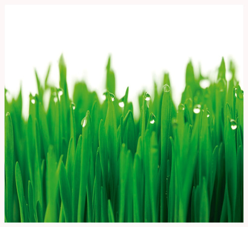 Semillas De Trigo Orgánico - Wheatgrass - Clorofila - X 1kg